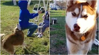 Anche gli husky vogliono giocare con l'altalena!