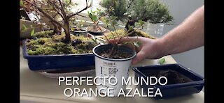 Quick Potting Perfecto Mundo Orange Azalea