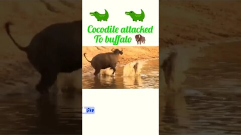 Cocodile attacked to buffalo 🐃#shorts #shortsfeed #youtubeshorts