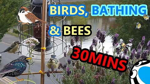 30mins of Birds You Can Fall Asleep To
