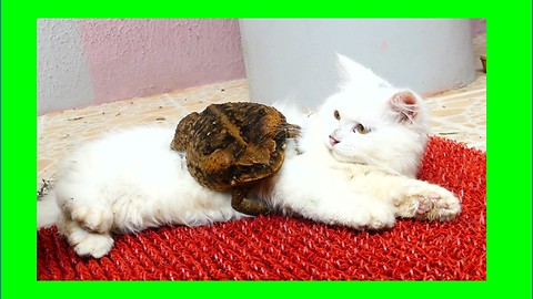 Cat and bullfrog share totally bizarre friendship