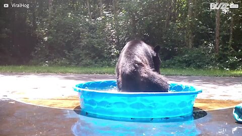 Ursa e filhote se divertem em piscina infantil e brincam com bola