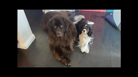 Clumsy Newfie steps on dignified "King Charles" brother