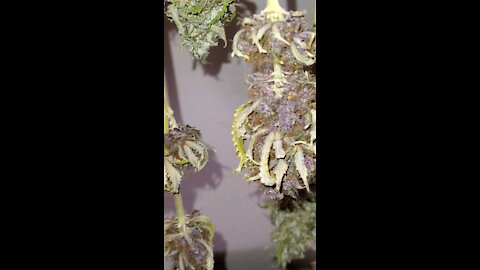 HomeGrown *double dOG Daro* bred by me