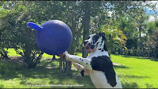 Funny Great Dane Plays Volleyball And Soccer With His Jolly Ball