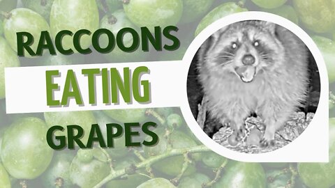 Raccoons Eating Grapes