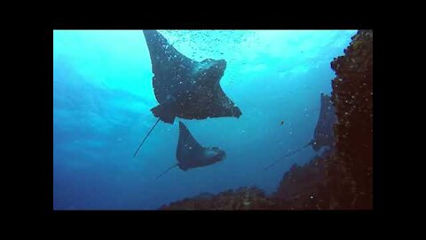 Spotted eagle rays become fascinated with scuba diver in Galapagos Islands