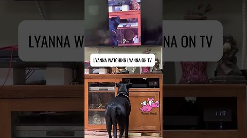 Farm Episode 48: Precious Puppy Watches Herself On TV
