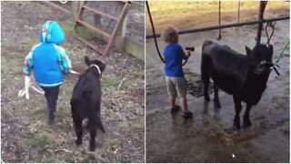 Denne lille lantbrukarson är bästis med en kalv!