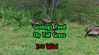 Goslings Feed On Tall Grass