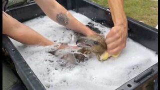 Técnicos dão banho de espuma a águia