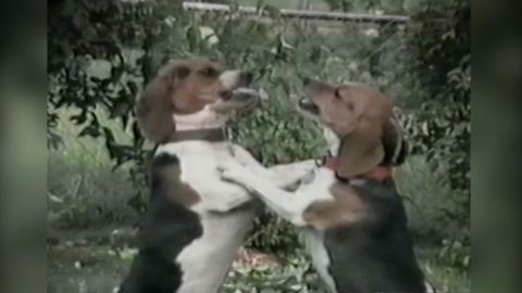 "Twin Beagles Bark At Each Other: Who's the Big Brother?"