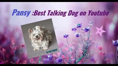 PANSY:Talking Dog Contest 11/10/2022