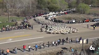 A record number of people watch sheep cross Highway 55 in Idaho
