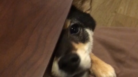 Mini shiba inu sniffs out owner's snack