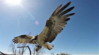 Nest camera captures fish eagles fighting over a large catfish