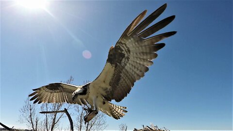 Nest camera captures fish eagles fighting over a large catfish