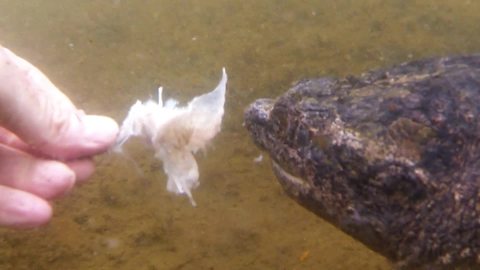 Hand-feeding a snapping turtle is risky business