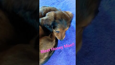 Mini Doxie Honey Mae!!! 🙂🙂 #minidoxie #puppy