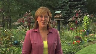 Melinda's Garden Moment - vertical garden