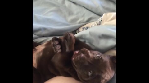 Labrador puppy adorable begs for more playtime