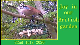 A beautiful jay in Our Wildlife Oasis - 22nd July 2020