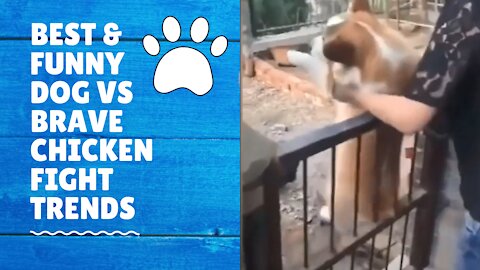 Best & Funny dog vs brave chicken fight Trends