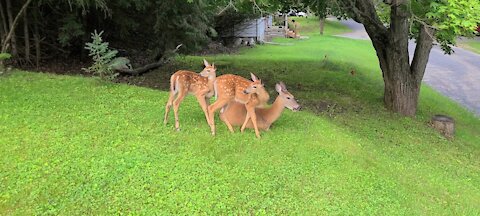 A family of deer