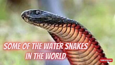 SOME OF THE WATER SNAKE IN THE WORLD ZOO 2022 - Snake Discovery Channel (Documentary)