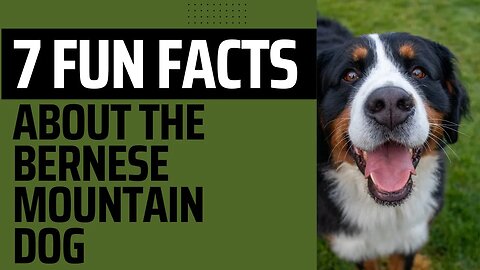 7 Fun Facts About the Bernese Mountain Dog.
