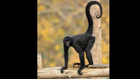 Fun fact about Spider monkeys.tyrion the baby spider monkey