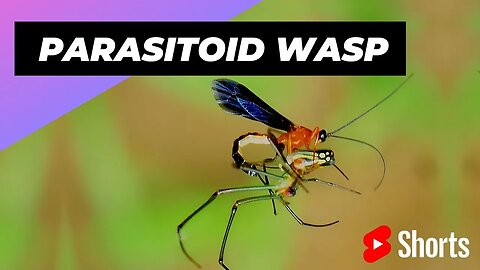 Parasitoid Wasp 🦟 One Of The Most Dangerous Insects In The World #shorts