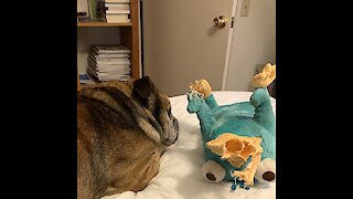 English Bulldog Wrestles With His New Toy