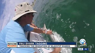 Florida Atlantic University scientists tag sharks to study their behaviors
