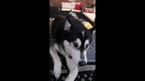 Husky loves her head pat