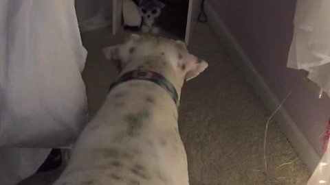 Confused dog barks at harmless stuffed animals