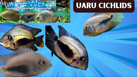 Aquatic Wetline W/ Aqua Alex: All About Uaru Cichlids