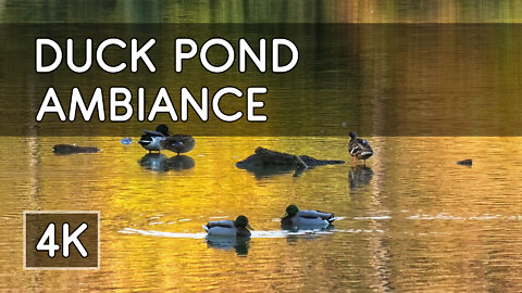 Ambiance: Magical Autumn Duck Pond with Relaxing Piano Music - 4K HD