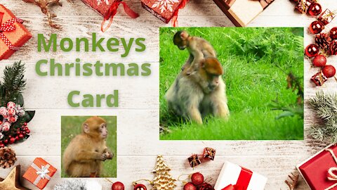 Monkey Christmas Card with (Monkey Life)