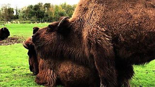 Bison with itchy face uses friend as scratching post