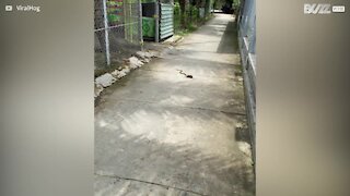 Un rat se bat contre un serpent pour défendre son nid