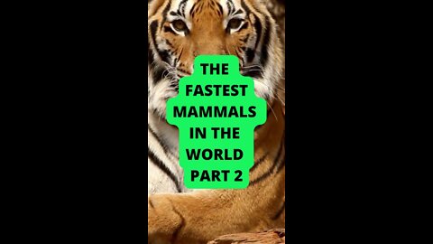 PART2: The Fastest Mammals in the World