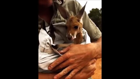 Baby Kangaroos & Joeys - Compilation