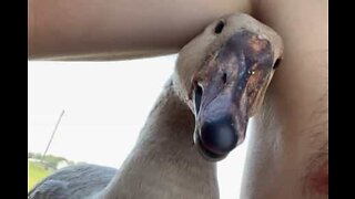 Pesky goose bites guy's nipple