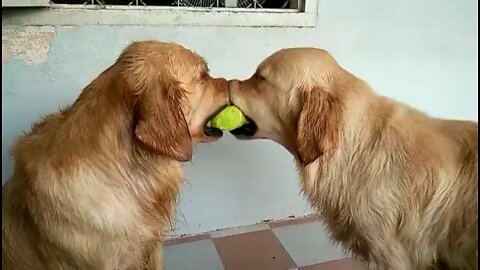 Three Beautiful Golden labs play tug of war with a tennis ball!