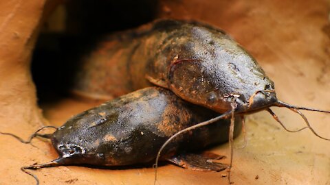Stop Motion ASMR - Making Catfish, Frog Primitive Cooking Fried Mud Hole IRL Recipe 4K