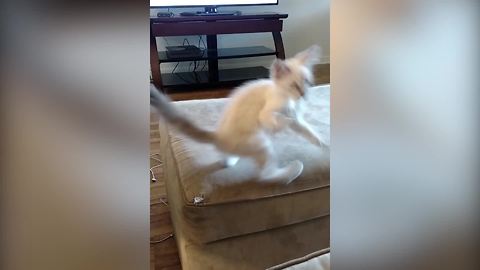 "Funny Cat Fail"