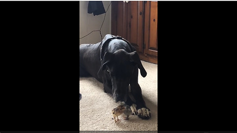 Huge Great Dane gently meets tiny baby chicks