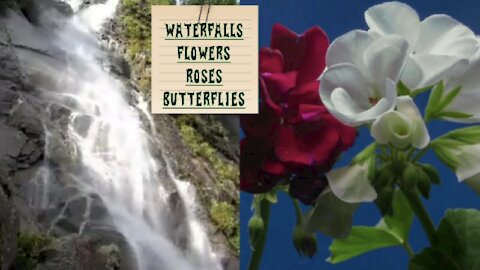 Beautifull waterfalls,ROSES,SUNFLOWERS #Nature