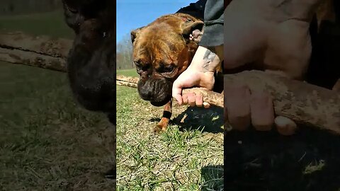 Training a Boxer 🥊 "Protect, Drop it" 🐶 #dogs #pets #dogwood #guarding #boxerdog #puppydog #mydog